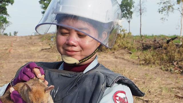 Selamatkan Ribuan Jiwa, Tikus Ini Diberi Penghargaan