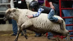 Seorang anak saat menunggangi seekor domba selama acara "Mutton Bustin '" di National Western Stock Show di Denver, Colorado, (16/1). Anak-anak yang memegang paling lama menerima banyak poin. (AFP/Photo/Rick T. Wilking)