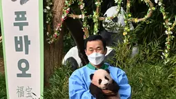 Seorang pengasuh menunjukkan anak panda Fu Bao yang lahir 107 hari lalu di Korea Selatan, saat upacara untuk mengungkapkan namanya di Taman Hiburan Everland di Yongin pada Rabu (4/11/2020). Fu Bao adalah bayi panda pertama yang lahir di Korsel dan merupakan peristiwa langka.  (Jung Yeon-je / AFP)