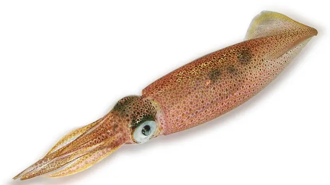 Ajaib! Tentakel Cumi Ini Masih Bergerak Heboh Setelah Dipotong!