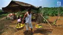 Petani memanen buah timun suri di Desa Kemang, Bogor, Selasa (7/5/2019). Intensitas hujan yang tinggi di Bogor menyebabkan hasil panen buah yang biasa dikonsumsi pada bulan ramadan itu menurun sehingga harga timun suri naik dari Rp 6 ribu per buah jadi Rp 12 ribu per buah. (merdeka.com/Arie Basuki)