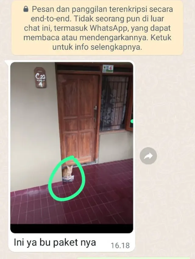 6 Potret Kucing Jadi Penerima Paket Ini Ekspresinya Menggemaskan