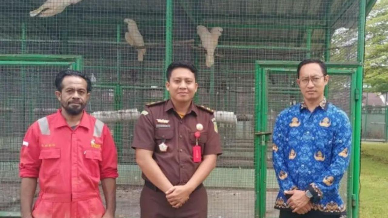 BKSDA Maluku Amankan Empat Kakatua Hasil Penegakan Hukum Perdagangan Ilegal Satwa