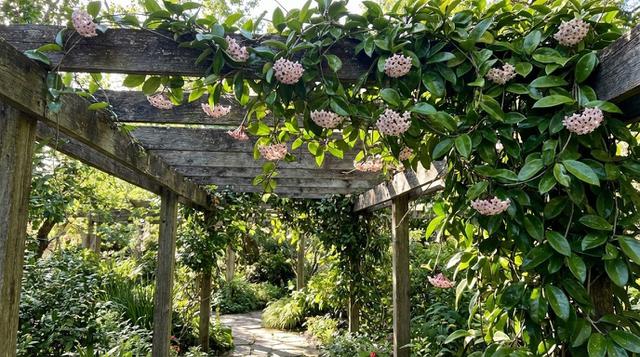 Hoya, Daun Lilin yang Rimbun