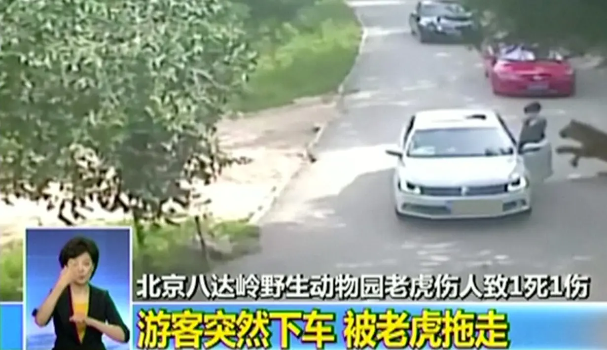 Seekor harimau mendekati seorang turis wanita yang keluar dari mobilnya di taman safari Beijing, Tiongkok, 23 Juli 2016. Dalam rekaman video, salah seorang wanita keluar dari mobil sebelum akhirnya diterkam serta diseret harimau. (CCTV/via Reuters TV)