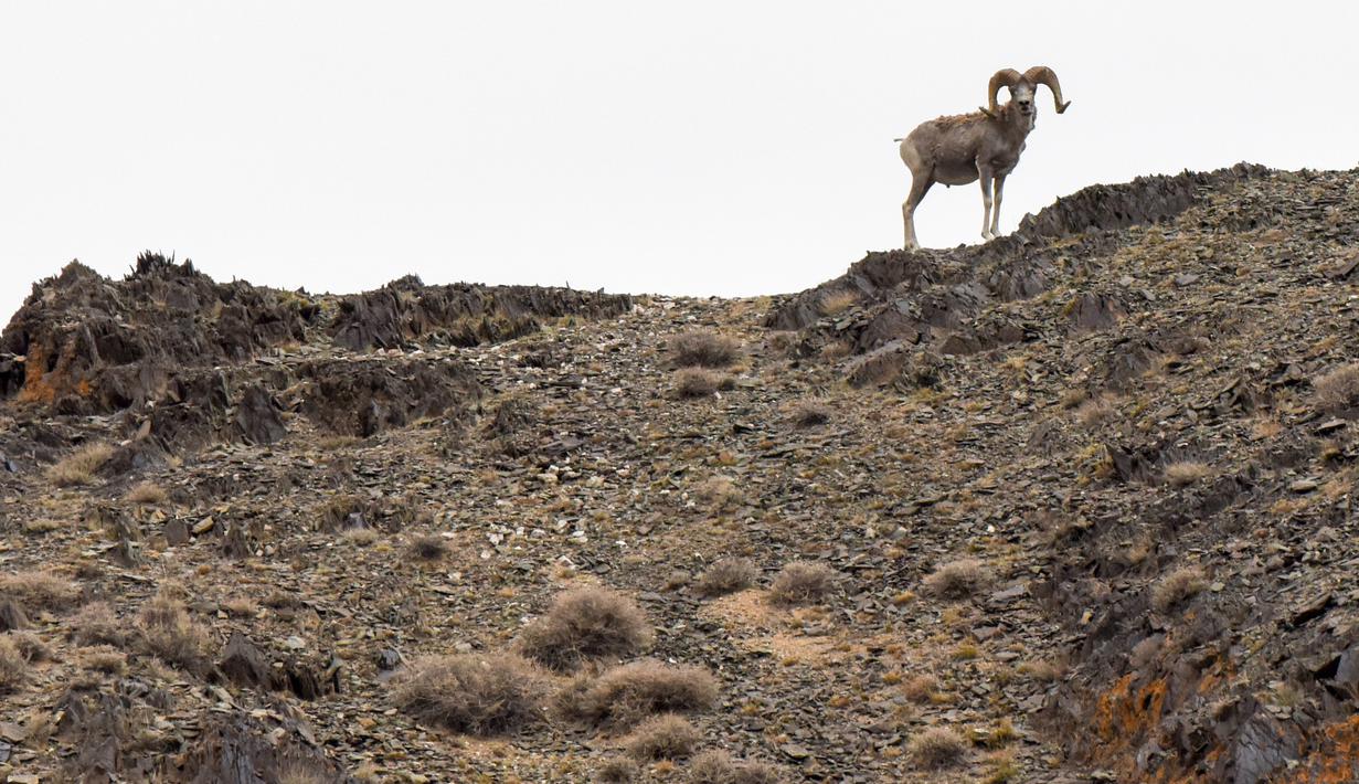 Seekor domba argali terlihat di Cagar Alam Kalamayli, Daerah Otonom Uighur Xinjiang, China barat laut, pada 5 Juni 2020. (Xinhua/Ding Lei)