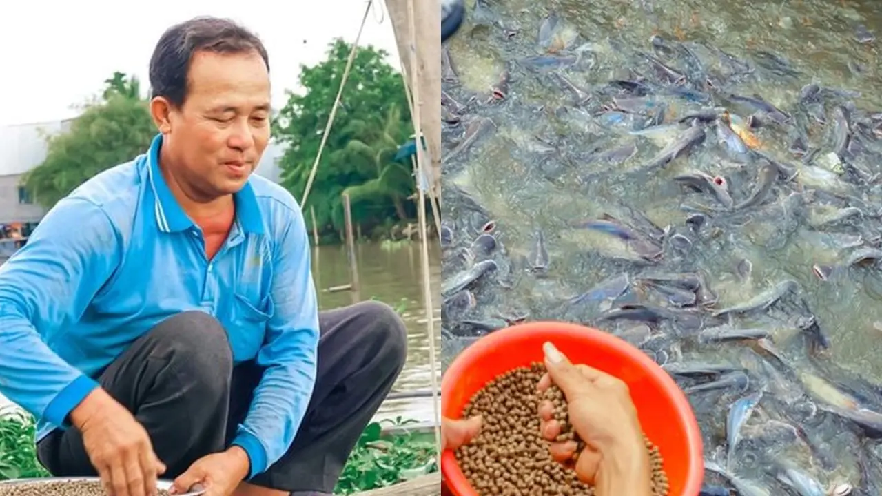 Sukarela Beri Makan Ikan di Sungai