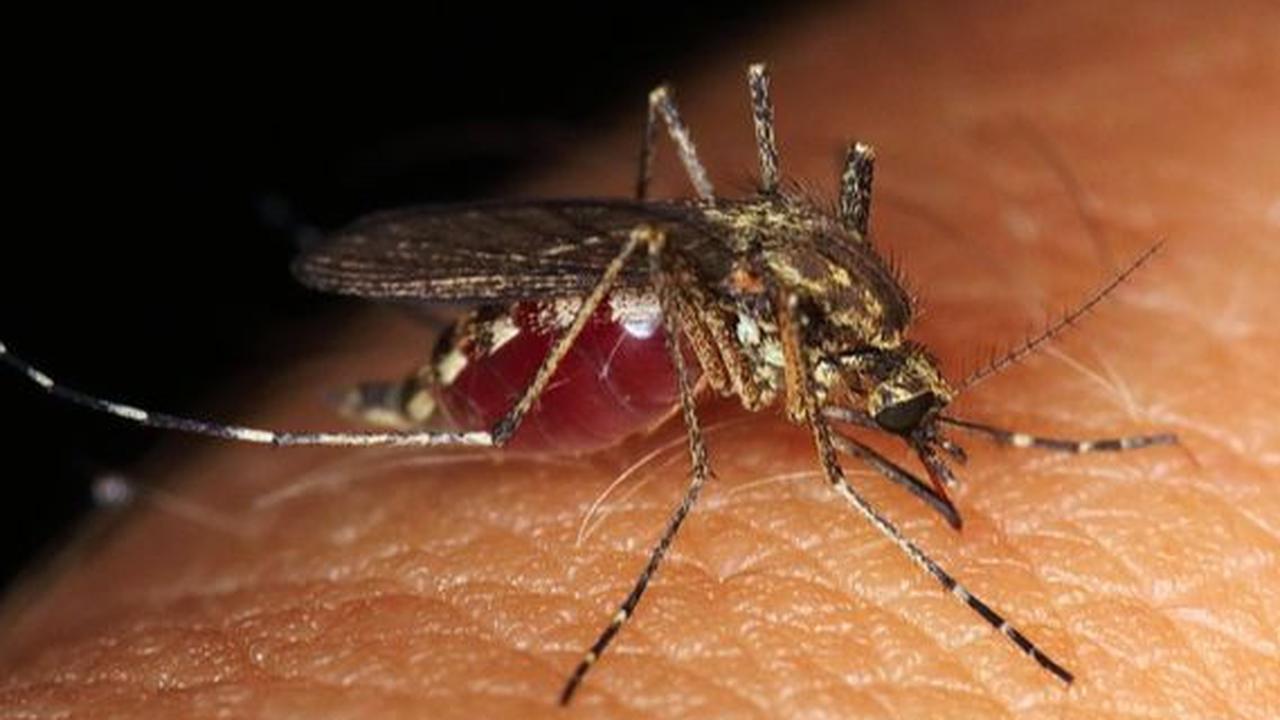 Penyebab Virus Oropouche