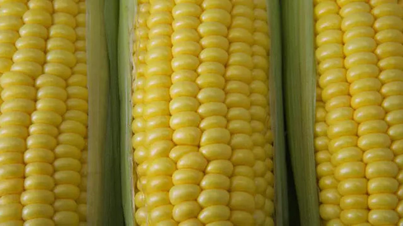 Tips Merebus Jagung 10 Menit Saja Hasilnya Empuk dan Cantik