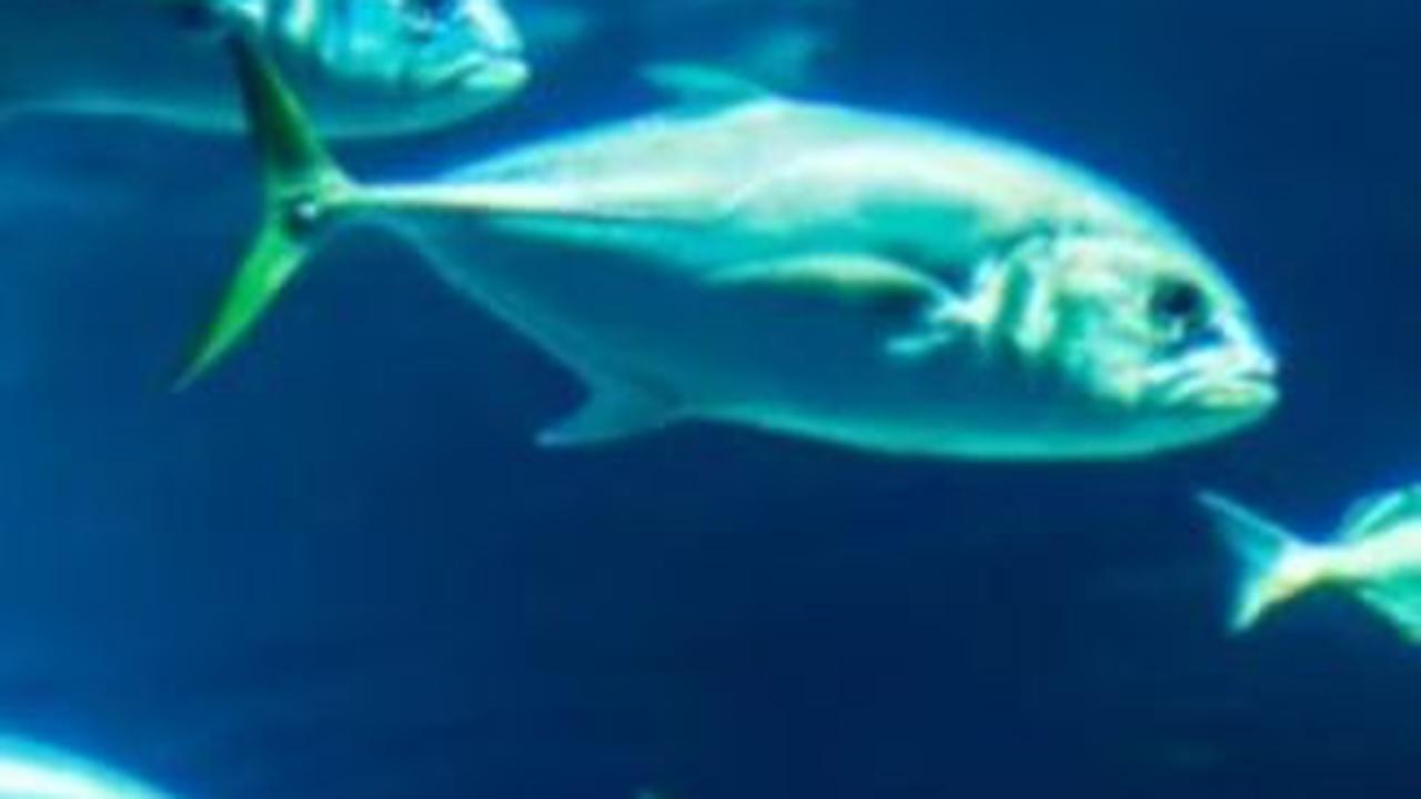Akankah Ikan Bisa Merasa Haus?<br>