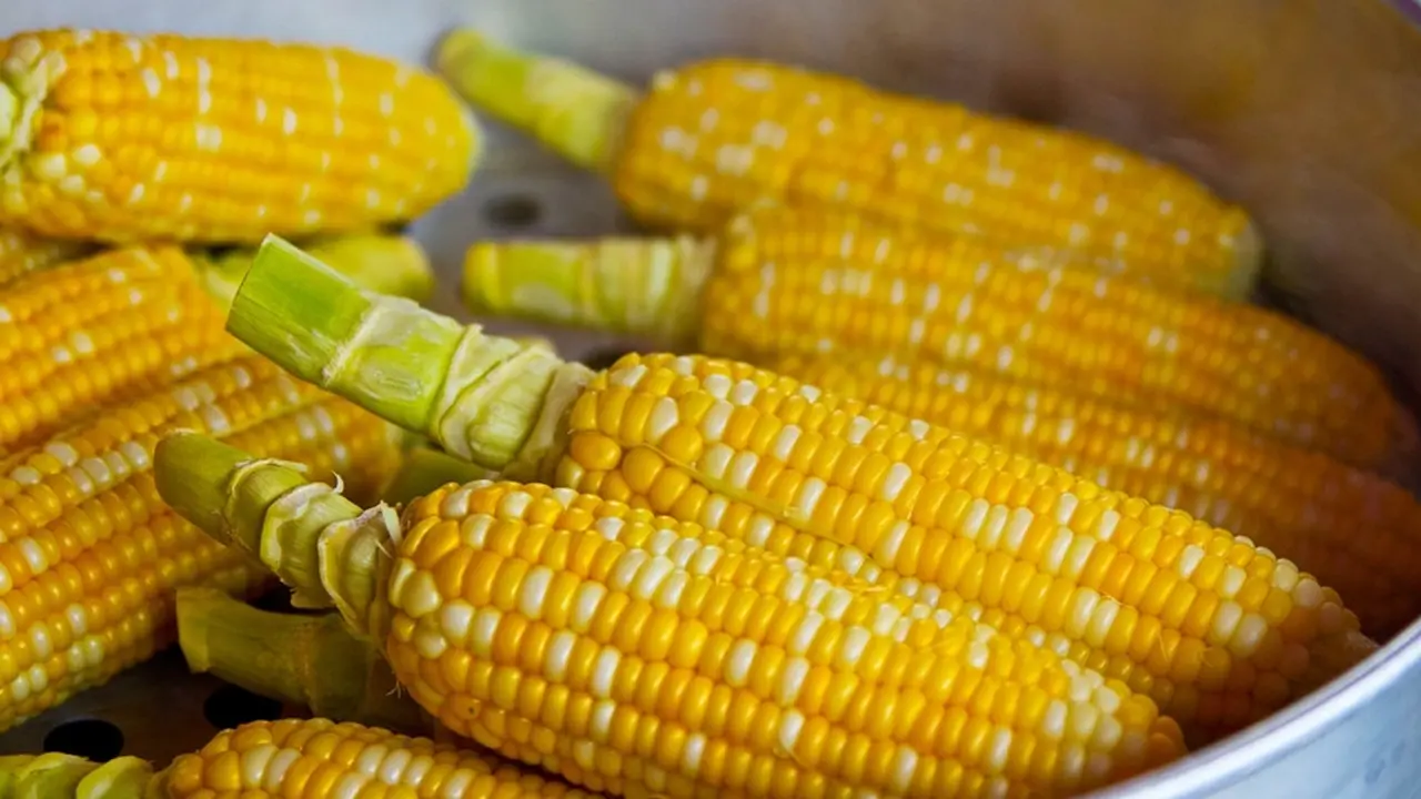 Ilustrasi jagung.