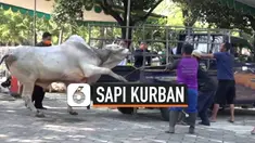 sapi mengamuk thumbnail