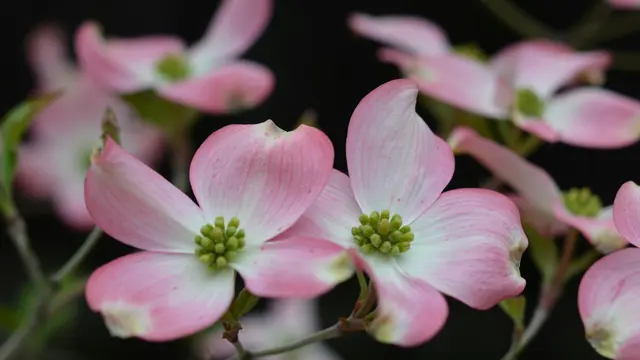 Dogwood (Cornus Florida dan Cornus Kousa)