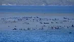 Kawanan paus pilot yang terdampar di perairan Pelabuhan Macquarie, dekat Strahan, Tasmania, Australia (21/09/2020). Sebanyak 90 paus telah mati dan operasi "menantang" sedang dilakukan untuk menyelamatkan 180 lainnya yang masih terdampar pada 22 September. (AFP/Handout/Ryan Bloomfield)