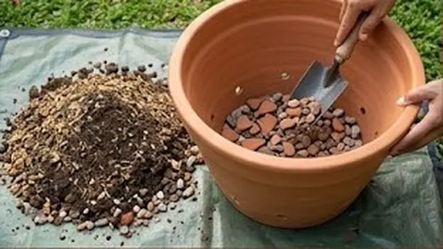 Cara Menanam Pohon Alpukat di Pot