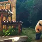 Panda Cai Tao bersiap mengambil tumpeng yang di dalamnya berisi wortel dan batang, daun serta irisan bambu, makanan kesukaannya hadiah ulang tahunnya ke-8 dari pengelola Taman Safari Indonesia Jawa Barat, Sabtu (4/8/2018). (Liputan6.com/Achmad Sudarno)