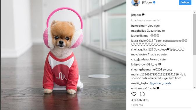 Gemas Ini 10 Akun Binatang Paling Banyak Follower Di Instagram Tekno Liputan6 Com When is jiffpom's next birthday? akun binatang paling banyak follower