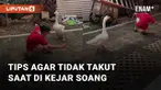 Seorang bocah membagikan tips and trik jika bertemu soang di jalan