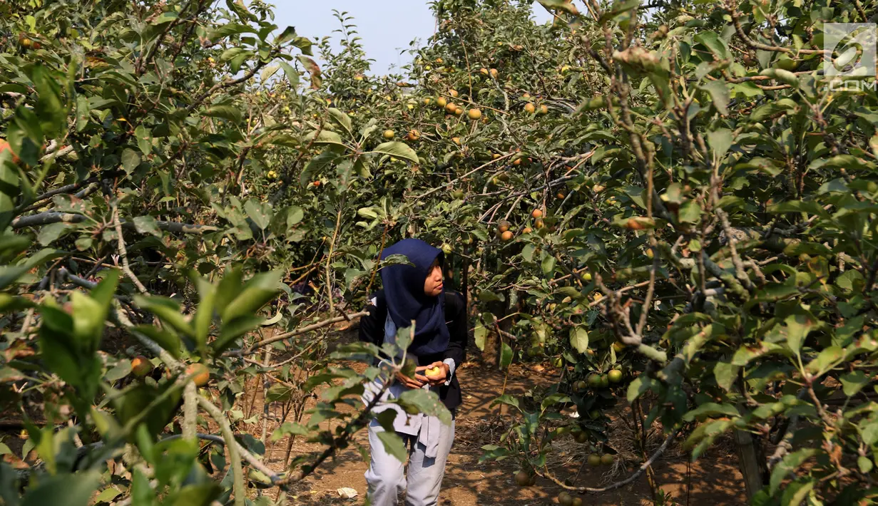 Pengunjung berjalan di salah satu perkebunan buah apel kawasan Batu, Malang, Jawa Timur, Rabu (25/9/2019). Apel Malang dihargai Rp 25 ribu hingga Rp 30 ribu per kilogramnya. (Liputan6.com/JohanTallo)