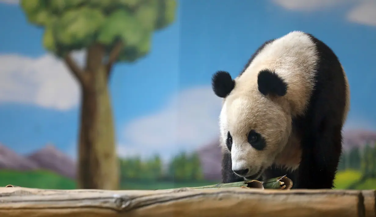 Panda raksasa bernama Qingcheng beraktivitas dalam kandangnya di sebuah kebun binatang di Anshan, Liaoning, China, Kamis (21/5/2020). Dua panda raksasa bernama A'ling dan Qingcheng akan tampil di hadapan publik usai menjalani fase adaptasi. (Xinhua/Yao Jianfeng)