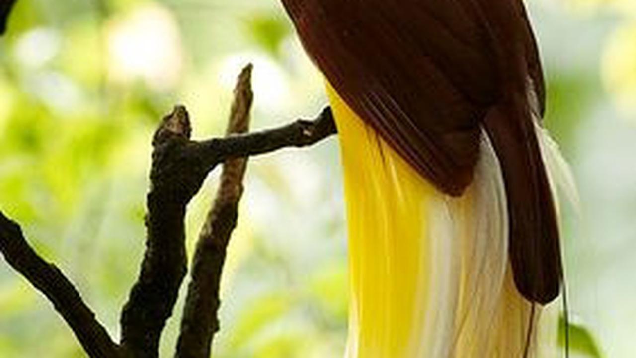 <b>Cendrawasih Raggiana (Paradisaea raggiana)</b><br>