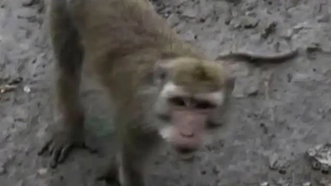 VIDEO: Puluhan Monyet Serbu Permukiman Warga di Surabaya