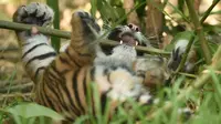 Dua dari tiga anak harimau Sumatra terlihat setelah untuk pertama kalinya dilepas ke kandang terbuka di Kebun Binatang Toranga, Sydney, Jumat (29/3/2019). Di dalam kandangnya, tiga anak ekor anak harimau tersebut berlari-lari, bermain hingga digendong oleh petugas kebun Binatang. (PETER PARKS / AFP)