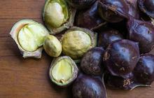 5 Tips Masak Jengkol yang Empuk dan Bebas Bau, Dijamin Bikin Ketagihan