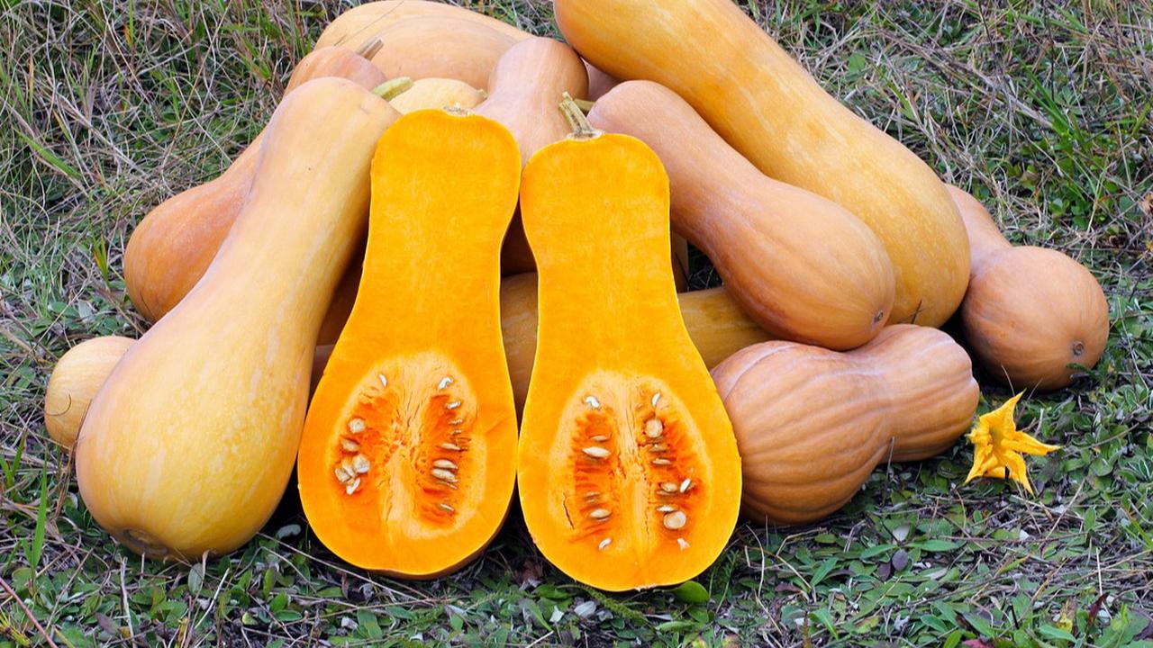 9 Manfaat Labu Kuning untuk Ibu Hamil, Efektif Redakan Gejala Kram Kaki