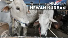 Masjid Istiqlal akan menyembelih puluhan sapi dan belasan kambing. Penyembelihan akan dilakukan pada Senin Malam 12 September 2016