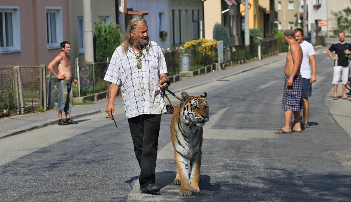 Pemilik dan pelatih hewan sirkus, Jaromir Joo mengajak harimaunya yang bernama Taiga berjalan-jalan di Letovice, Republik Ceko, 30 Agustus 2015. (AFP PHOTO/Radek MICA)