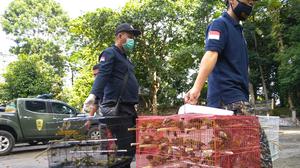 Begini Cara Kemenhut Tutup Celah Perdagangan Satwa Ilegal