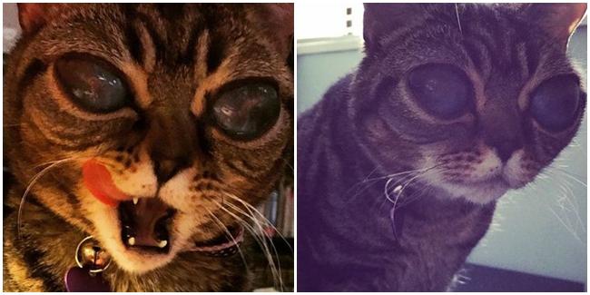 Foto: copyright mirror.co.uk