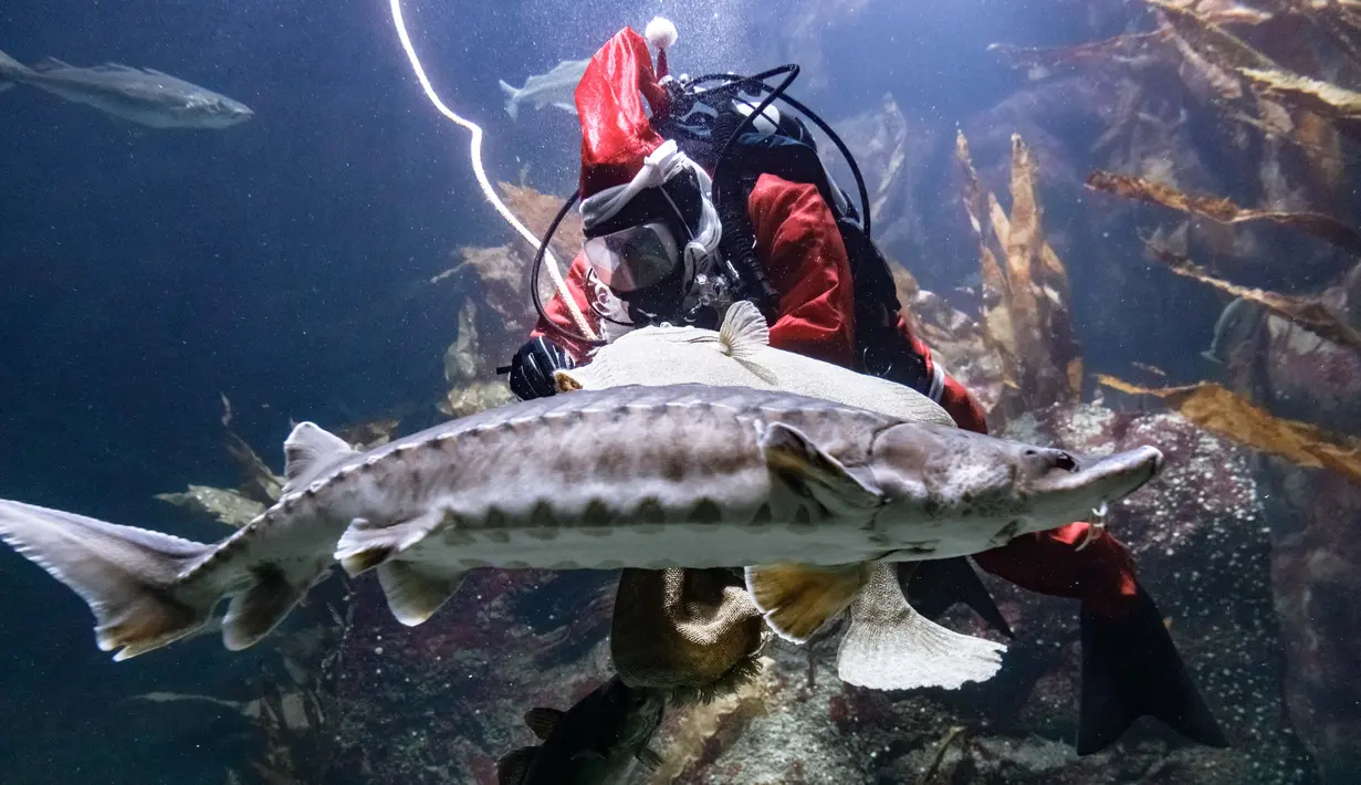 Chief fishkeeper, Timo Kaminski mengenakan kostum sinterklas menyelam untuk memberi makan ikan di akuarium Multimar Wattforum di Toenning, utara Jerman, Selasa (4/12). Aksi tersebut untuk memeriahkan perayaan Natal. (MARKUS SCHOLZ / DPA / AFP)