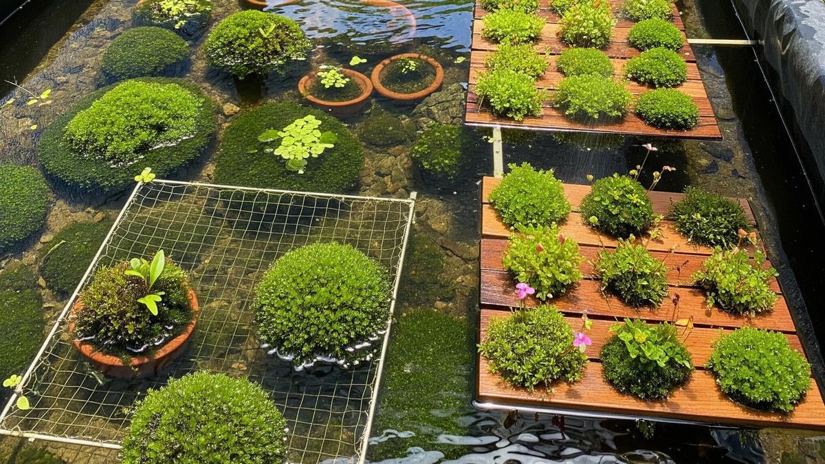 8 Cara Budidaya Lumut di Kolam Terpal untuk Pakan Ikan Ekonomis, Mudah Dilakukan