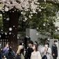 Pengunjung berjalan-jalan di bawah pancuran bunga sakura yang mekar penuh di kuil shinto di Tokyo, Kamis (31/3/2022). (AP Photo/Shuji Kajiyama)