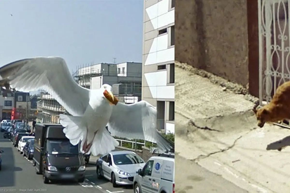 Hewan di Google Street View (Sumber:Boredpanda)