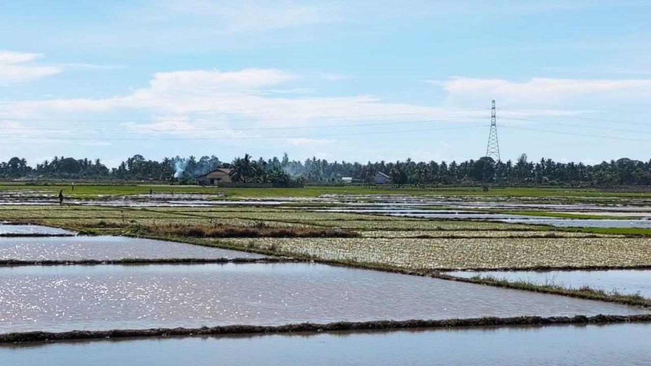 Petani Aceh Barat Daya Percepat Tanam Padi, Antisipasi Krisis Beras Pascabencana
