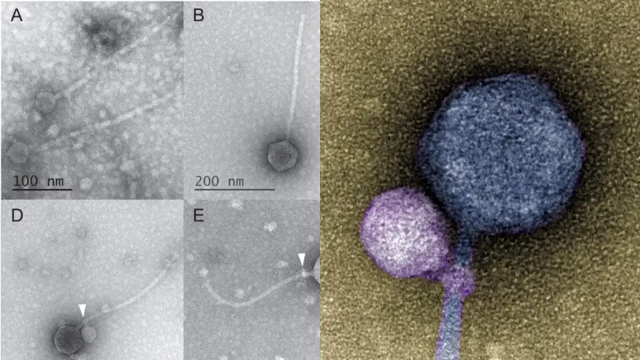 Virus Menempel di Virus Lain