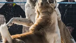 Dua Anjing Gembala Asia Tengah (Alabay) bertarung di arena pertarungan bersalju di Kota Bishkek, Kyrgyzstan (18/11). Sekitar 23 pemilik membawa anjing mereka dalam acara pertarungan untuk memperebutkan gelar juara. (AFP Photo/Vyacheslav Oseledko)