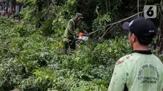 Petugas Sudin Kehutanan Kota Administrasi Jakarta Pusat memangkas pohon di kawasan Jalan Matraman Raya, Kamis (5/1/2023). Memasuki musim hujan , beberapa pohon besar di tebang untuk menghindari tumbangnya pohon yang dapat menyebabkan kecelakaan. (Liputan6.com/Faizal Fanani)