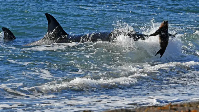 Paus Orca Berburu Singa Laut di Pantai Argentina