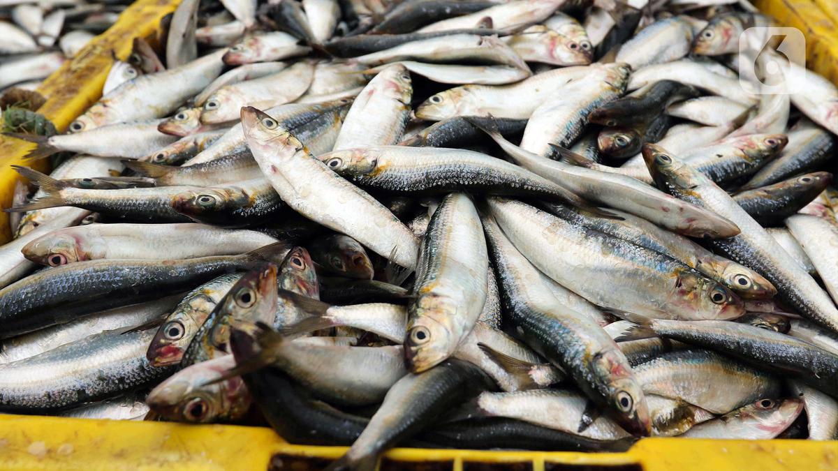 Sasar Pasar Jamaah Haji di Arab Saudi, KKP Siap Ekspor 500 Ton Ikan