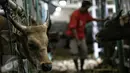 Petugas memeriksa kondisi sapi yang baru saja tiba di Pelabuhan Tanjung Priok Jakarta, Selasa (9/2). Kementerian Pertanian RI mendatangkan sebanyak 500 ekor sapi asal NTT diangkut dengan kapal khusus ternak Camara Nusantara I. (Liputan6.com/Faizal Fanani)