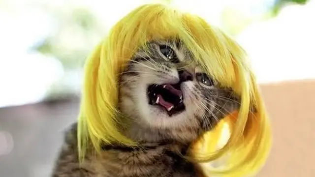 Tak Kalah Trendi, Ini 6 Gaya Rambut Kucing yang Bikin Ngakak