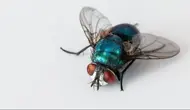 Easy Trick to Prevent Flies from Entering the House