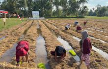 Program Pertamina Patra Niaga Ubah Ratusan Ton Jerami dan Kotoran Ternak Jadi Kompos, Pendapatan Masyarakat Naik 63 Persen