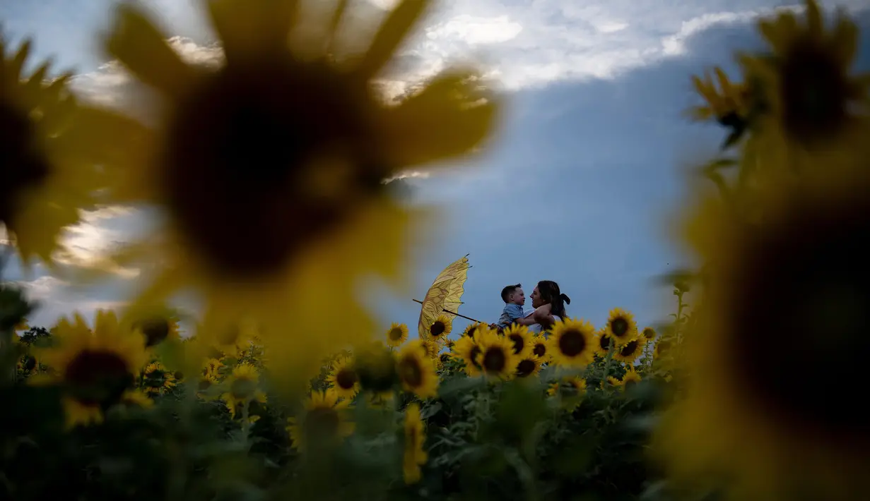 Orang-orang mengunjungi tanaman bunga matahari di ladang bunga Nokesville, Virginia pada Kamis (22/8/2019). (Photo by Brendan Smialowski / AFP)