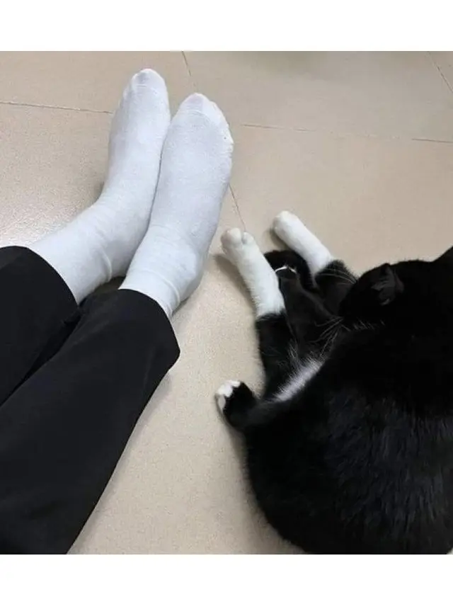 6 Potret Kucing dengan Motif di Lengan Unik Ini Curi Perhatian