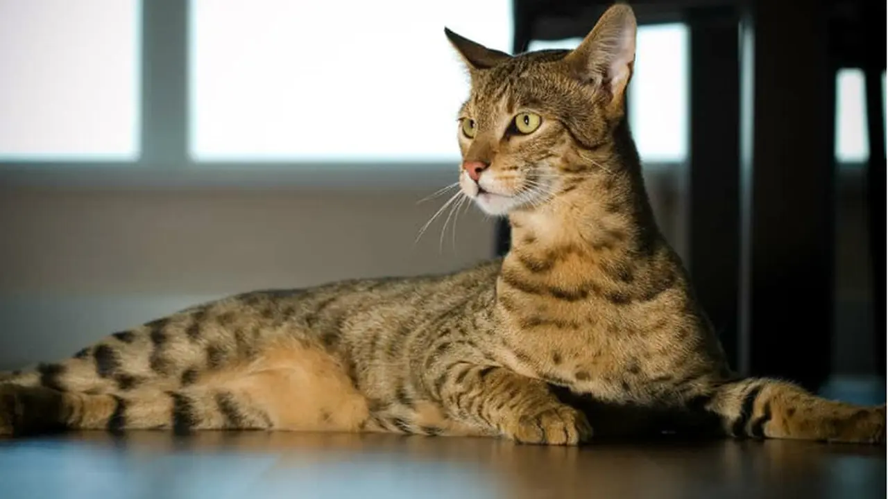Kucing Ashera